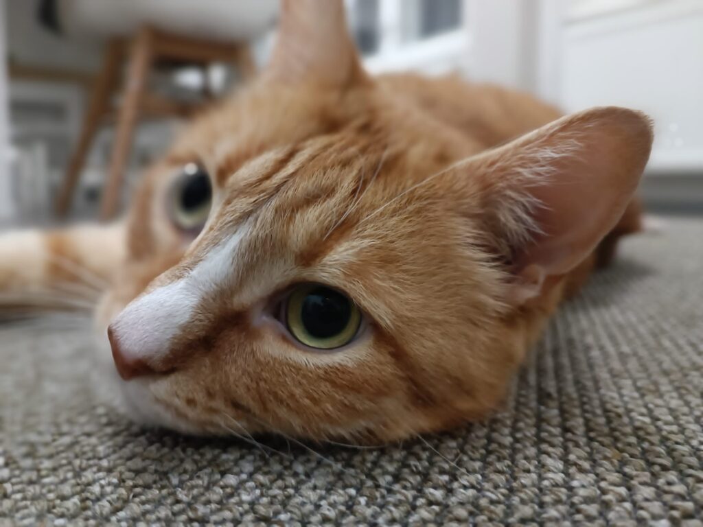 Kissa
