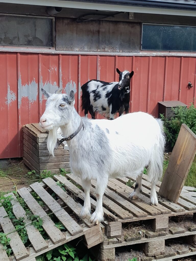 Kaksi vuohea